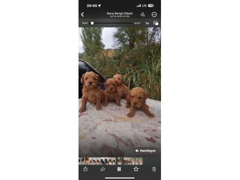 A kalite poodle bebekler her renk var