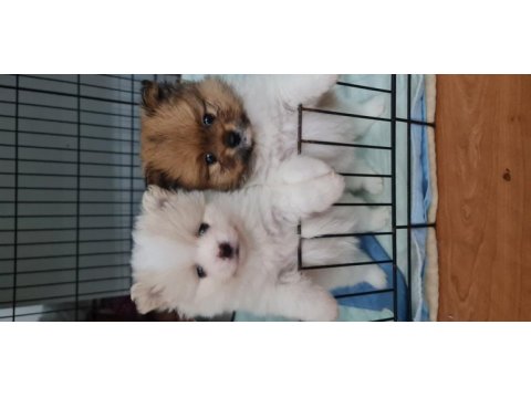Pomeranian ırk ve sağlık garantili