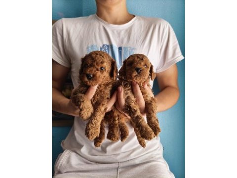 Toy poodle red brown