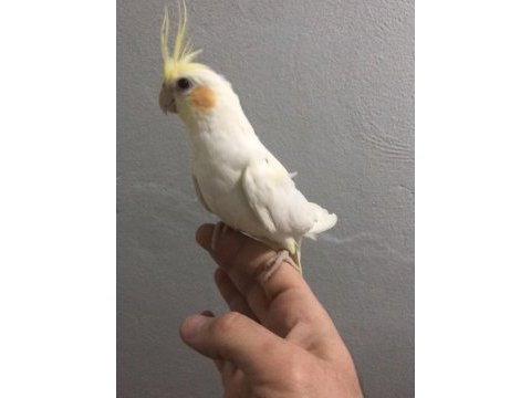 Yavru sultan papağanları