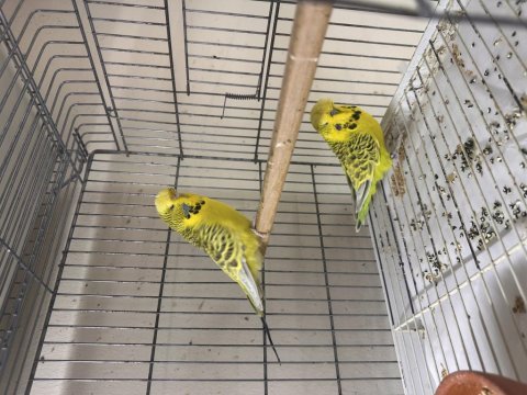 Jumbo teksas takım muhabbet kuşu
