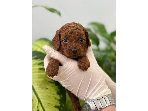 Çanakkalede toy poodle yavrularımız