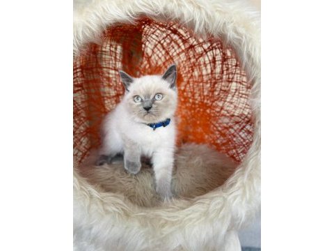 British shorthair blue point yavru 2 aylık