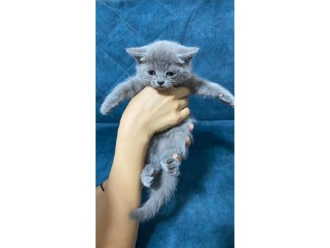 Dünyalar tatlısı british shorthair yavrularımız