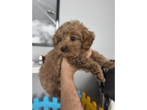 2 aylık toy poodle