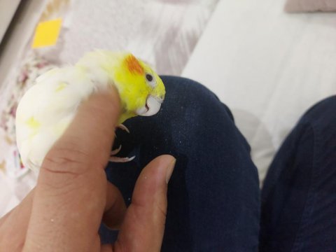 9 aylık erkek pearl lutino sultan papağanı