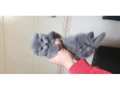 British straight ve scottish fold