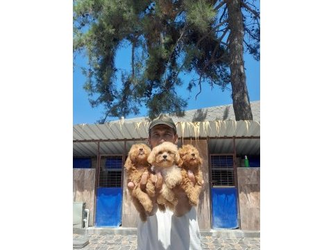 Maltipoo yavrular bir birinden güzel
