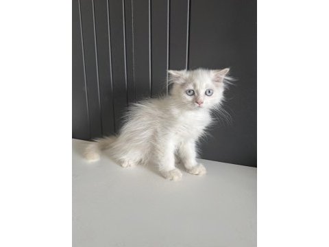 Scottish fold longhair yavrular