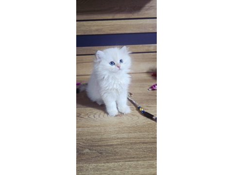 British shorthair harika bebekler