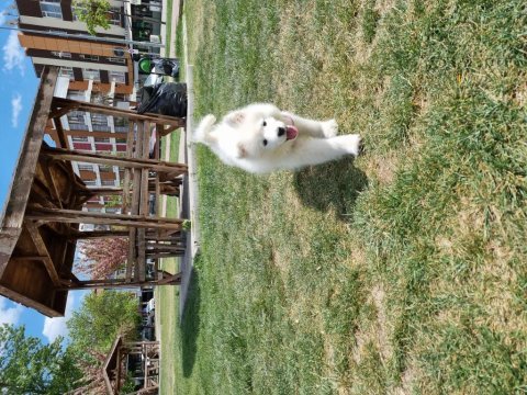 Safkan samoyed yavru