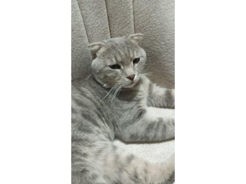 Scottish fold sahiplendirme görüşülür