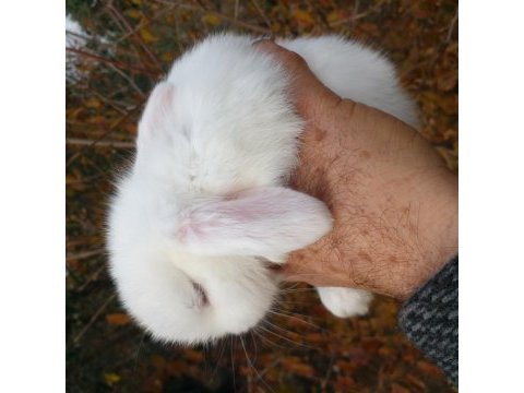 Mini lop tavşan yavruları