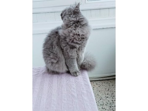 British longhair 9 aylık