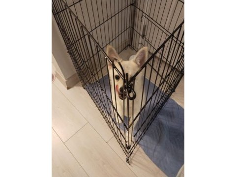 Pomerrion kırması