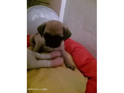 2 aylık dişi pug