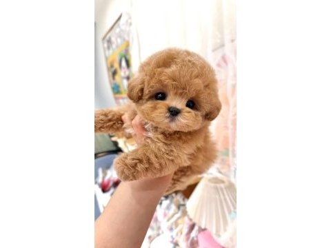 En özel kore maltipoo yavruları