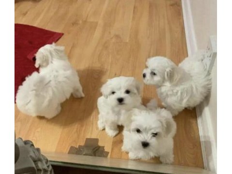 0 numara aşılı wc eğitimli maltese bebekler