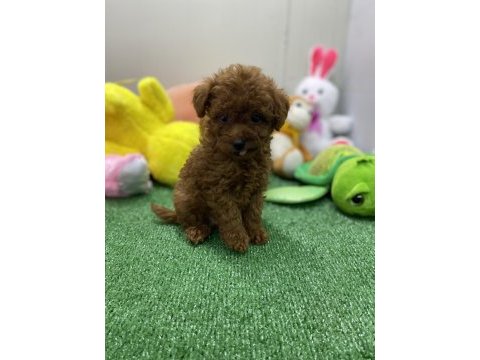 Siyah red ve red brown dişi erkek poodle yavrularımız