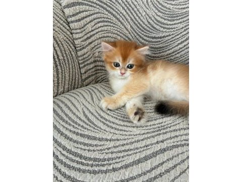 Birbirinden kaliteli golden british longhair yavrular