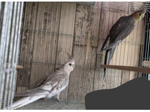 Satılık sultan papağanları – grey ve wf dişi