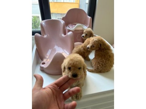 Kilo garantili toypoodle yavrular 