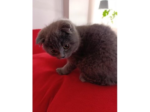 Kaliteli uygun puanlı scottish fold