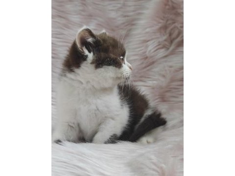 British shorthair chocolatte bicolor dişi