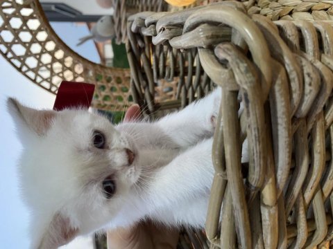Scottish fold beyaz tüy mavi göz yavru kedi