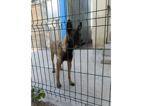 9 aylık dişi bol maskeli malinois