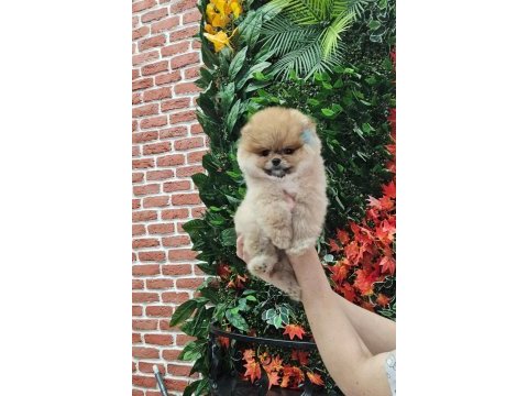 Pomeranian yavrular