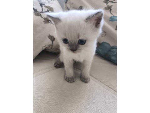 British shorthair yavrularımıza yuva arıyoruz
