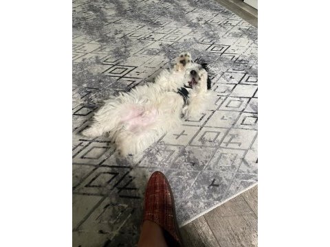 3 aylık erkek morkie terrier