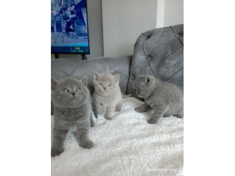 British shorthair yavrular