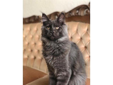 Acil erkek maine coon kedimizi sahiplendirmek istiyoruz