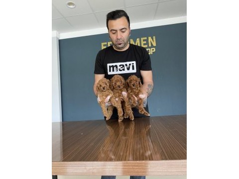 Efsane kalite toy poodle yavrular ankara mağazamızda 