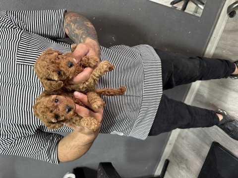 Bursa toy poodle