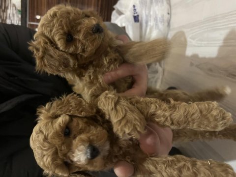 Dişi orijinal toy poodle kardeşler
