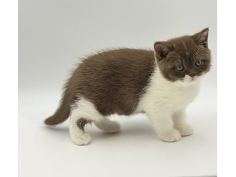 Eşsiz british shorthair yavrular