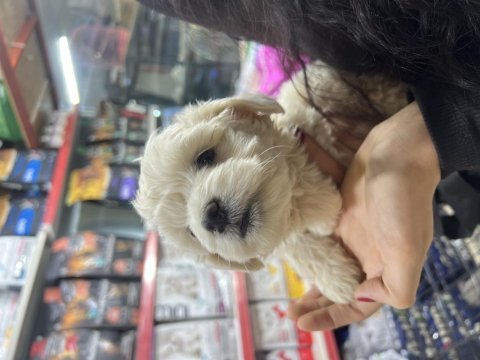 2 aylık günü gelen aşıları yapıldı maltipoo