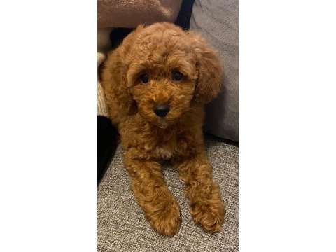 Son kalan poodle kızım yuvasını arıyor
