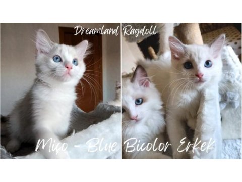 1.sınıf kalite şecereli bebekler yeni yuvalarını arıyor kedi