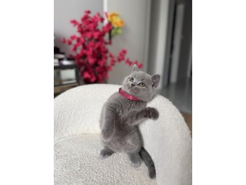 Orjinal british shorthair dişi