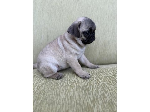 Dişi erkek pug