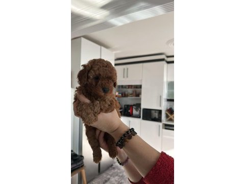 Toy poodle sahiplendirilecek köpeğimiz