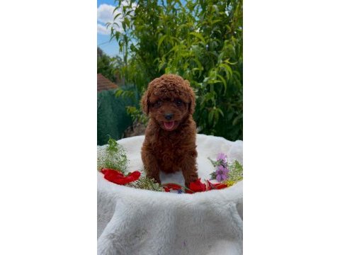 Orjinal teacup red poodle yavrular