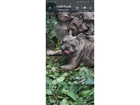 Blue merle erkek merle dişi french bulldog