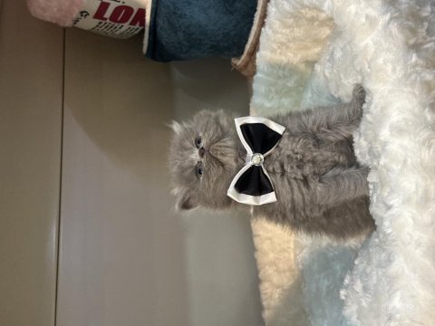 British longhair bebekler