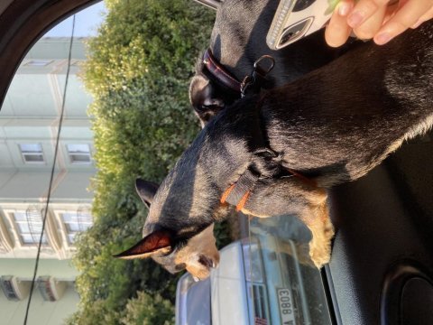 Chihuahua köpeğimize acil yeni yuva