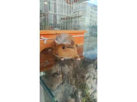 Guinea pigler